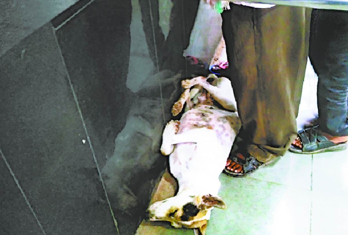 rats and Cockroaches found in second AC bogie of lucknow mail