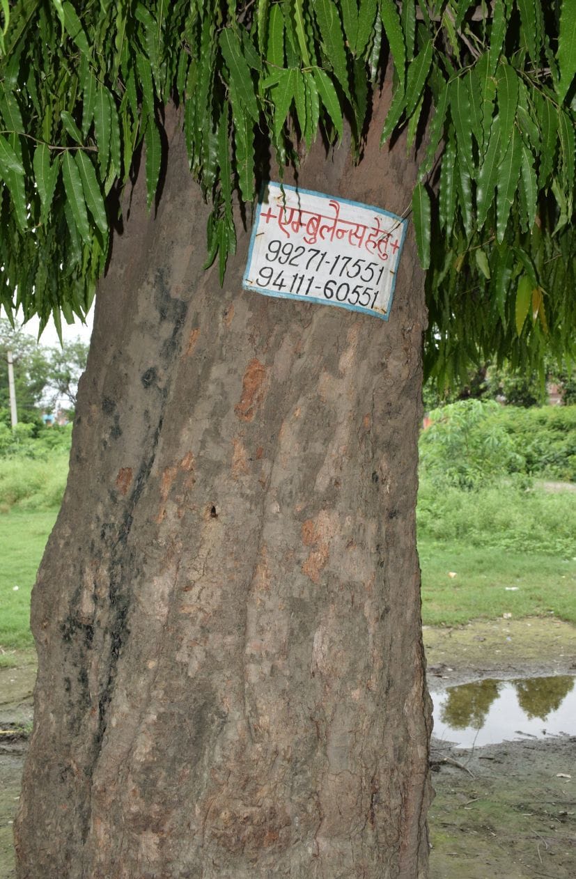 DM sir Will the hoardings be removed after the tree is dry?