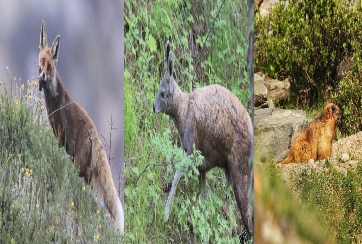 Delhi news : Survey of the country's first wildlife corridor completed