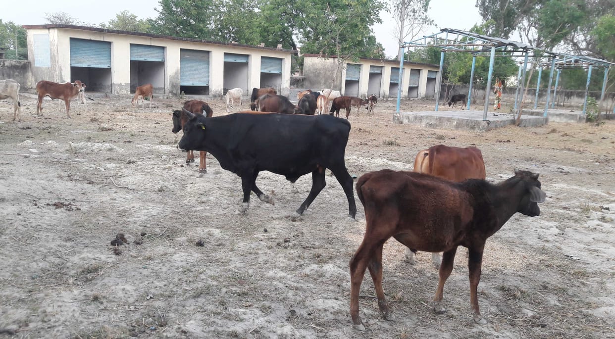 mau news cattle