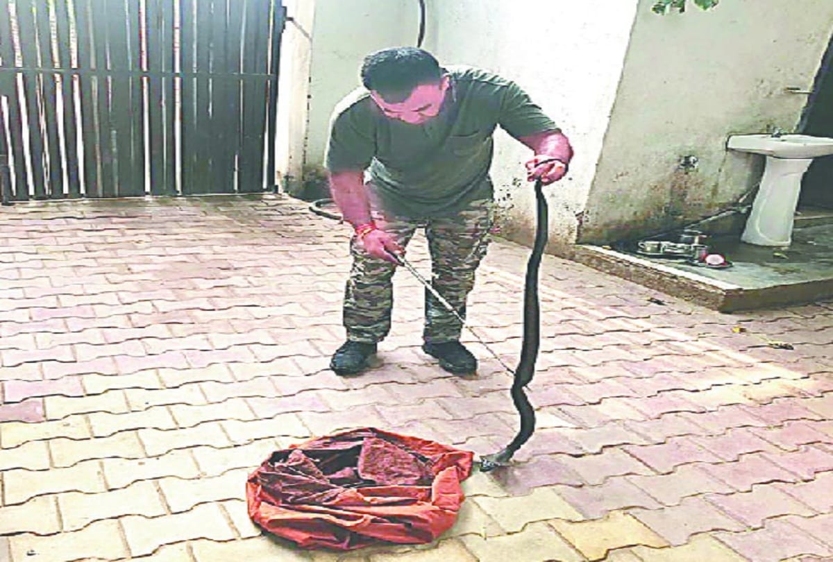 Cobra Snake Entre in house, Gurugram