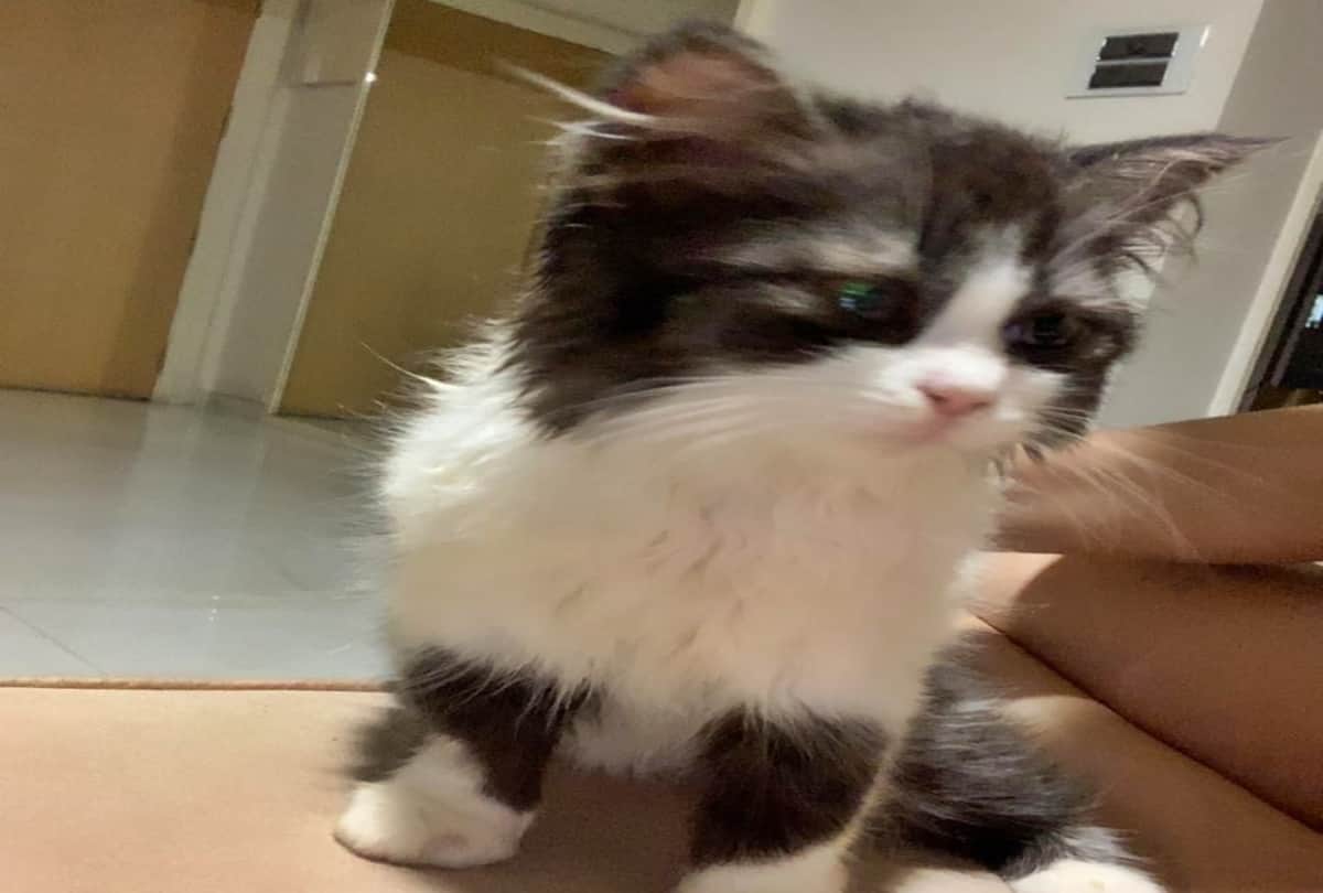 Daisy Shah Spotted with a cat called her lizzi