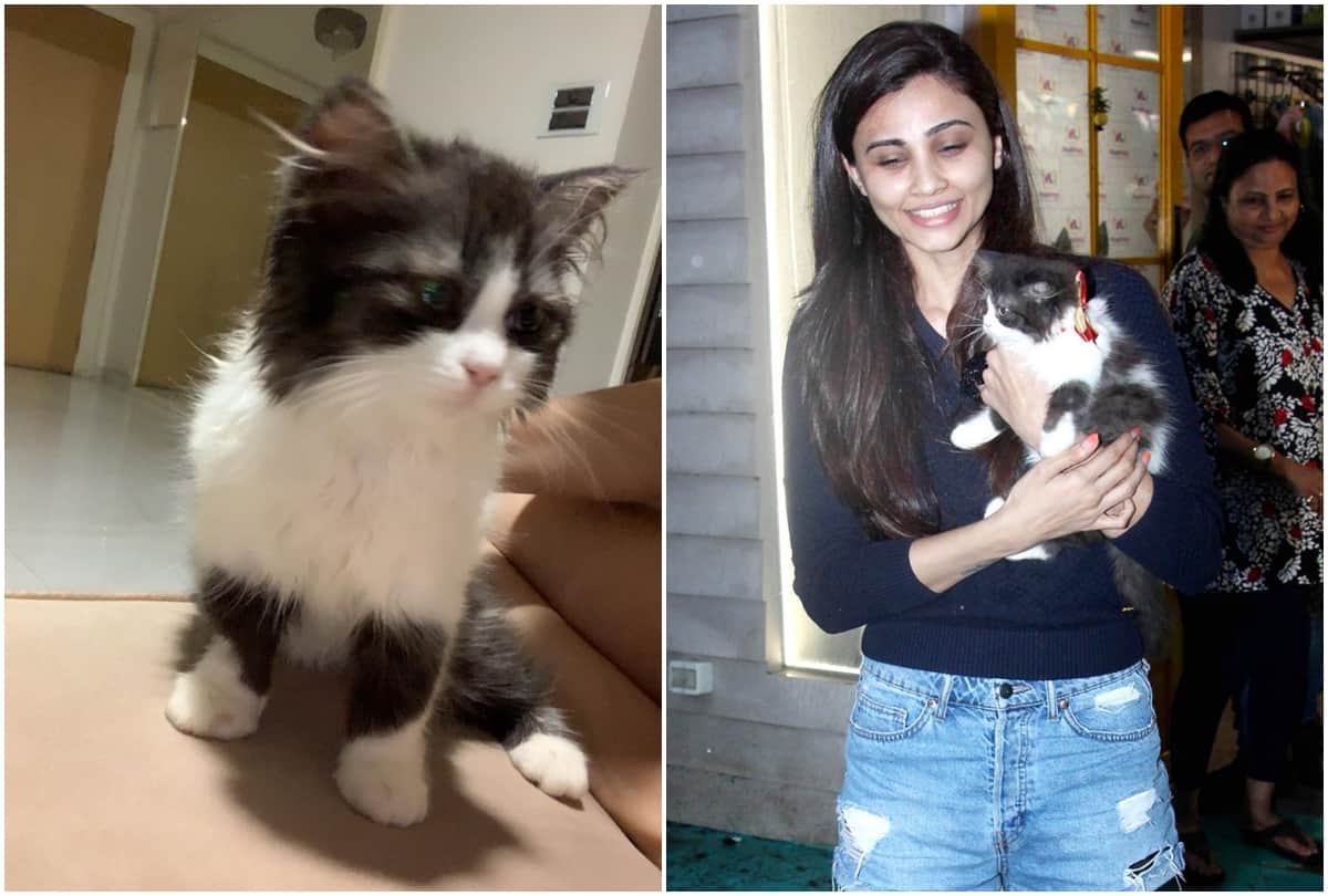 Daisy Shah Spotted with a cat called her lizzi