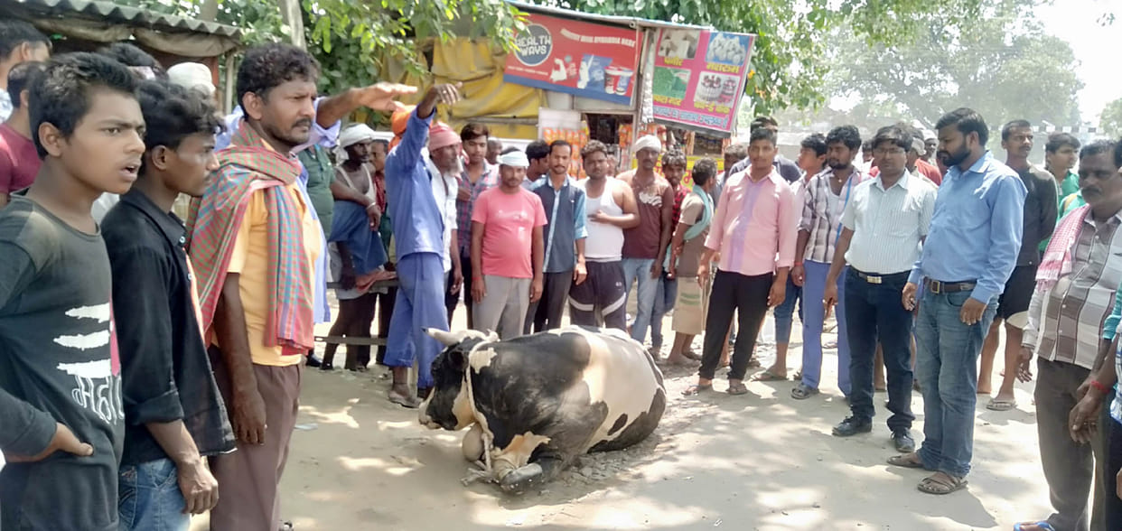bull attacked, old man dead
