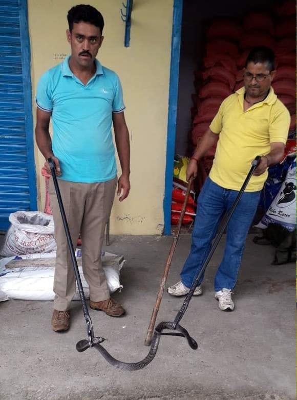 Derives from the store four feet long cobra