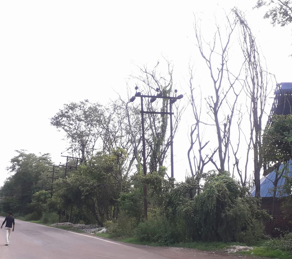 25 trees dried on the Khanpur Laksar road together