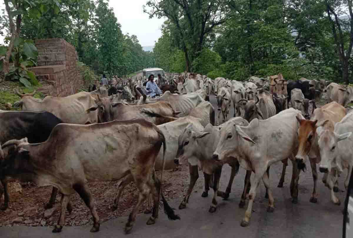 cattle problem in uttar pradesh and madhya pradesh