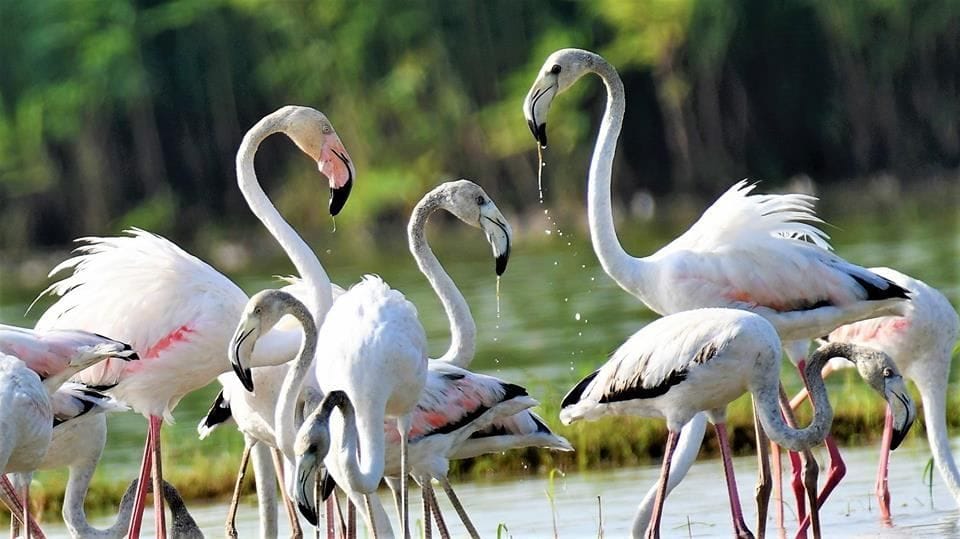 flamingo bird