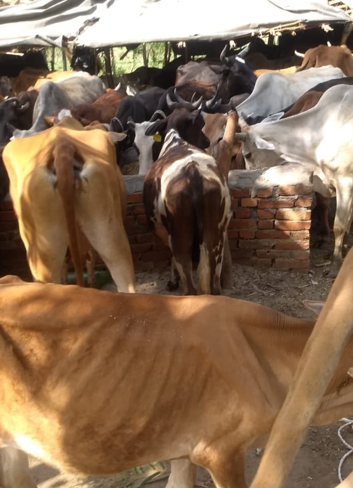 The cows got healthy after coming to the Goshala