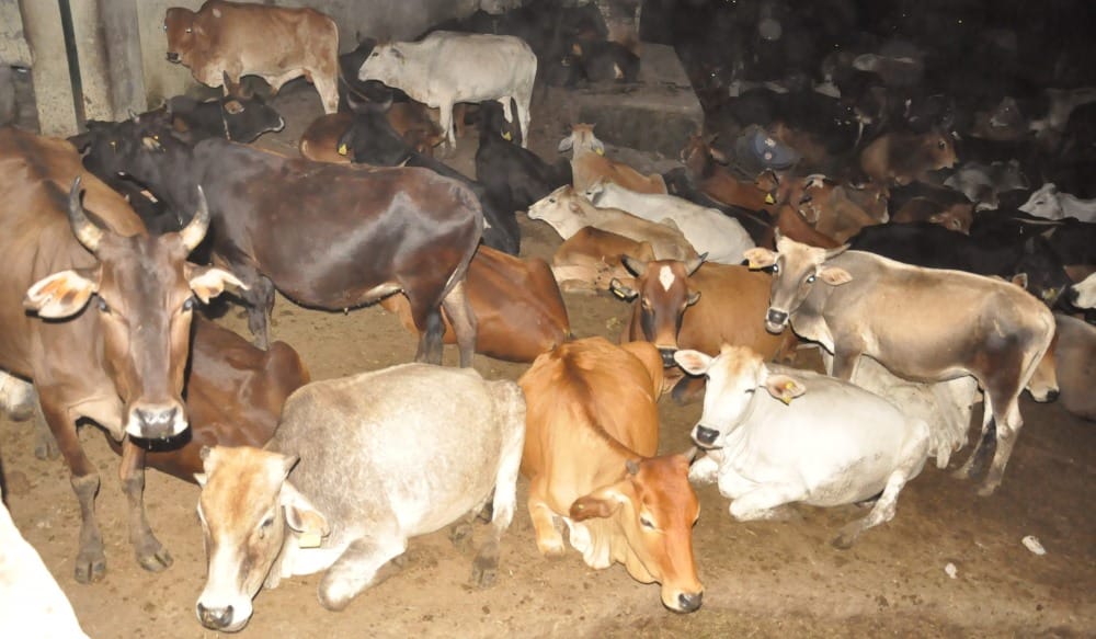 102 animals die in a month in dehradun
