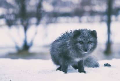 female arctic fox sets record travelling from norway to canada