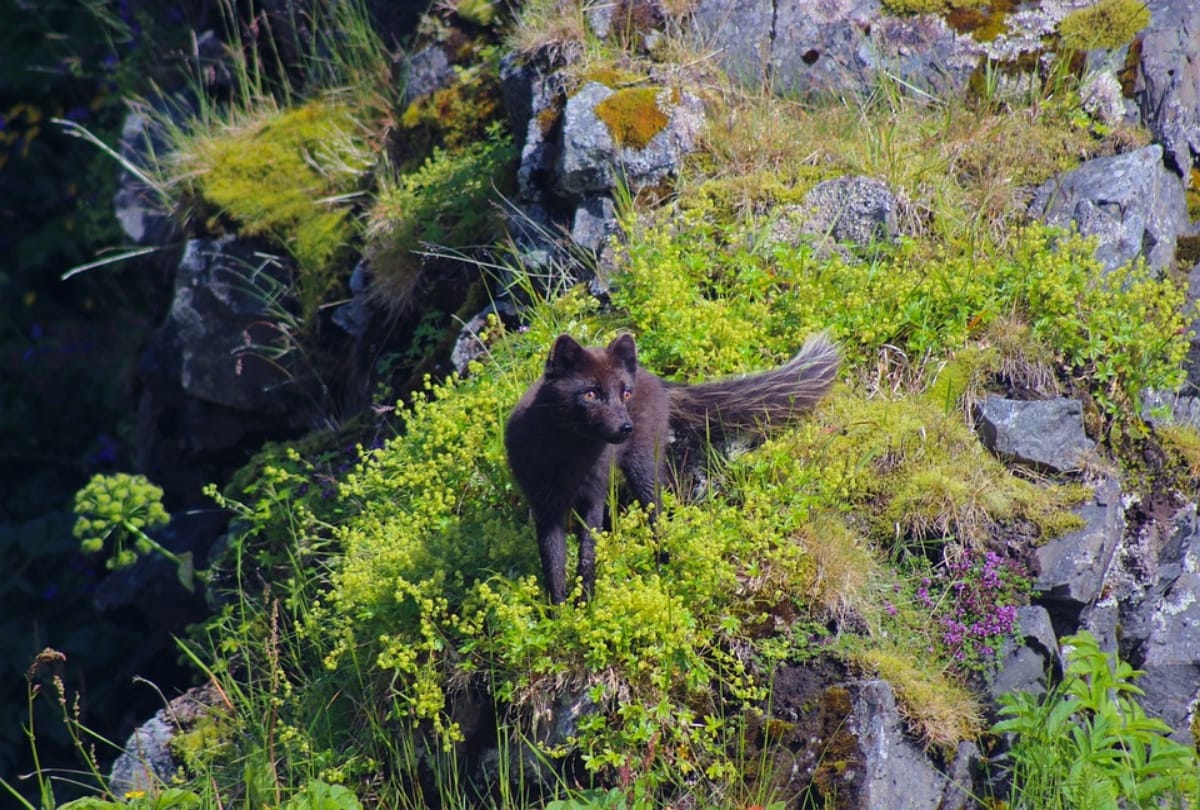 female arctic fox sets record travelling from norway to canada