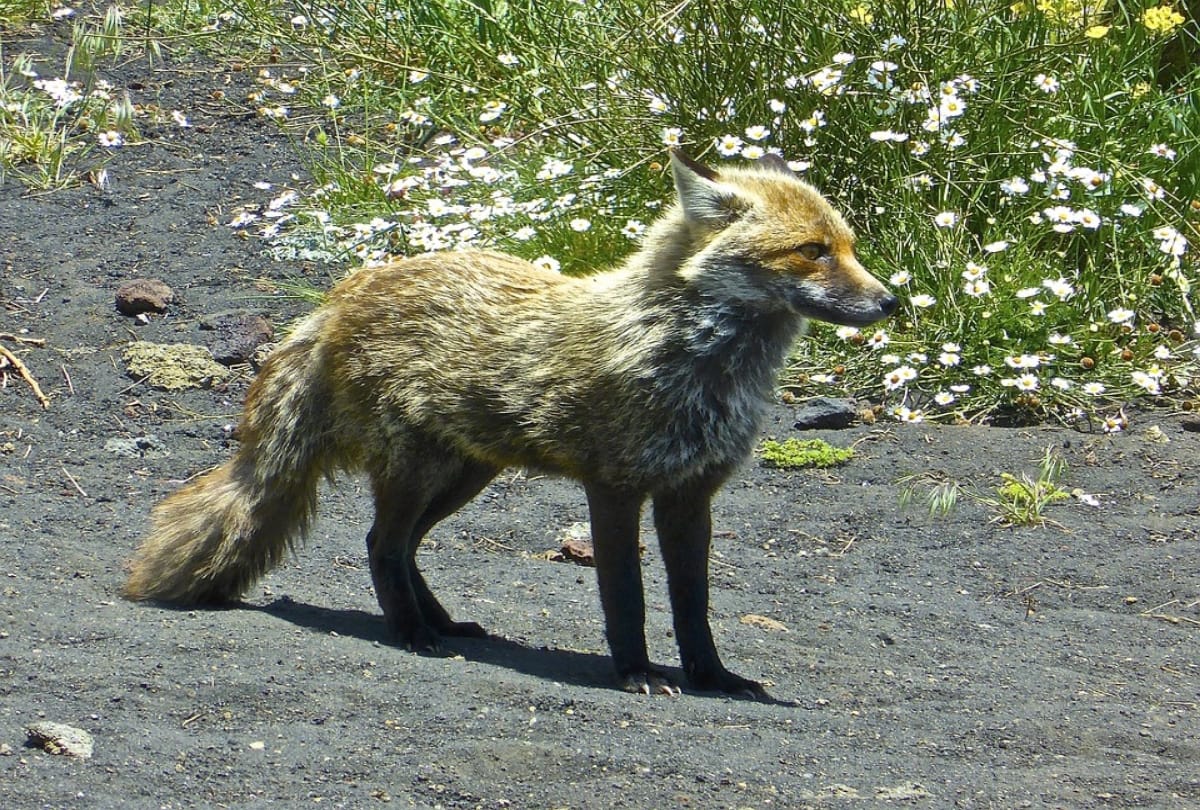 female arctic fox sets record travelling from norway to canada