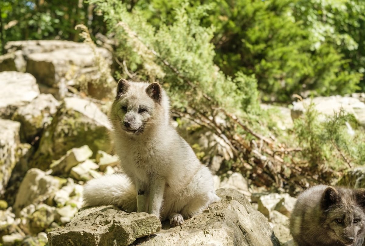 female arctic fox sets record travelling from norway to canada