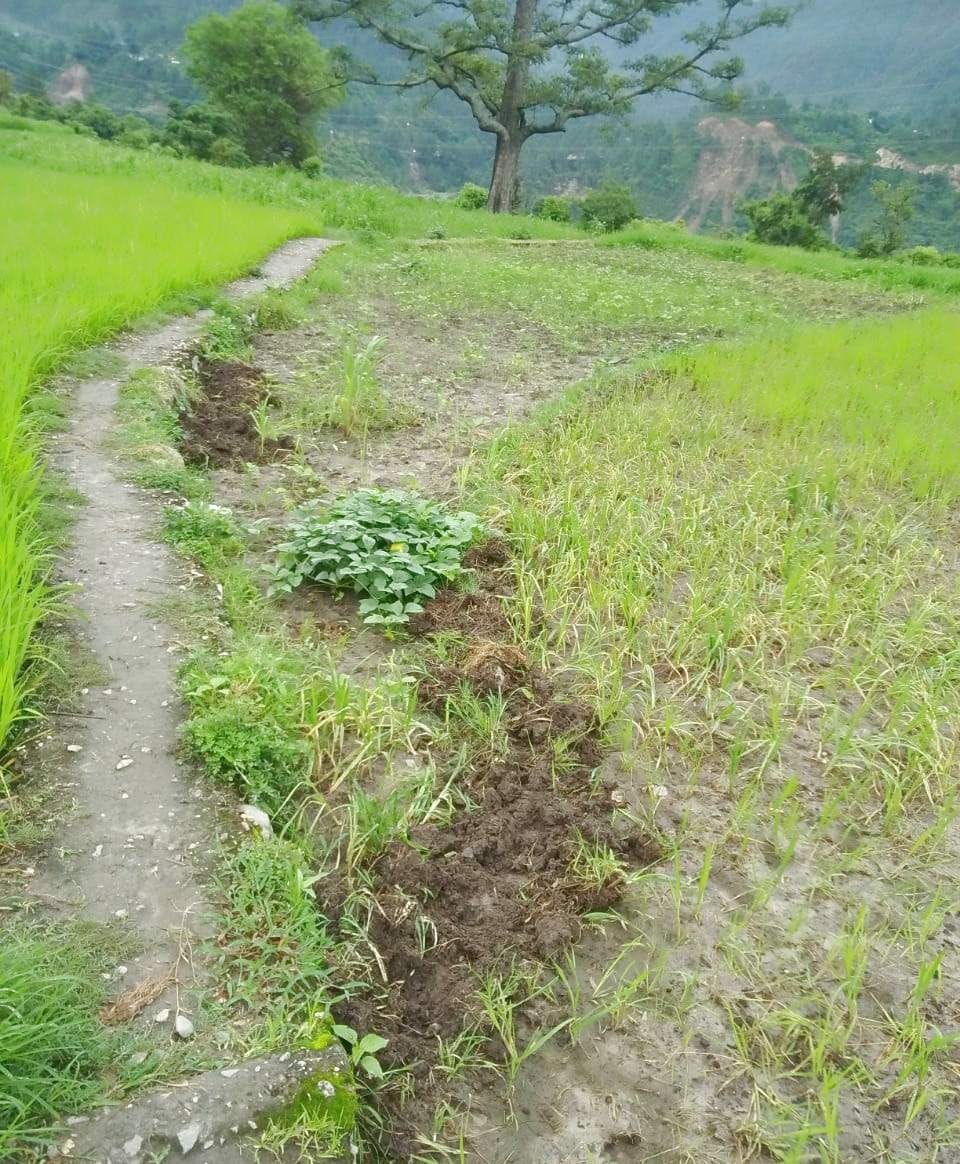 Monkey and wild pigs are destroying the harvesting crop in village