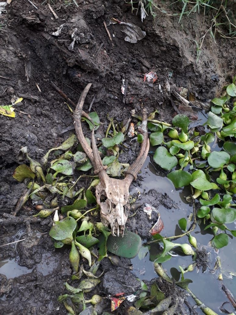 the reindeer skelton found in pond