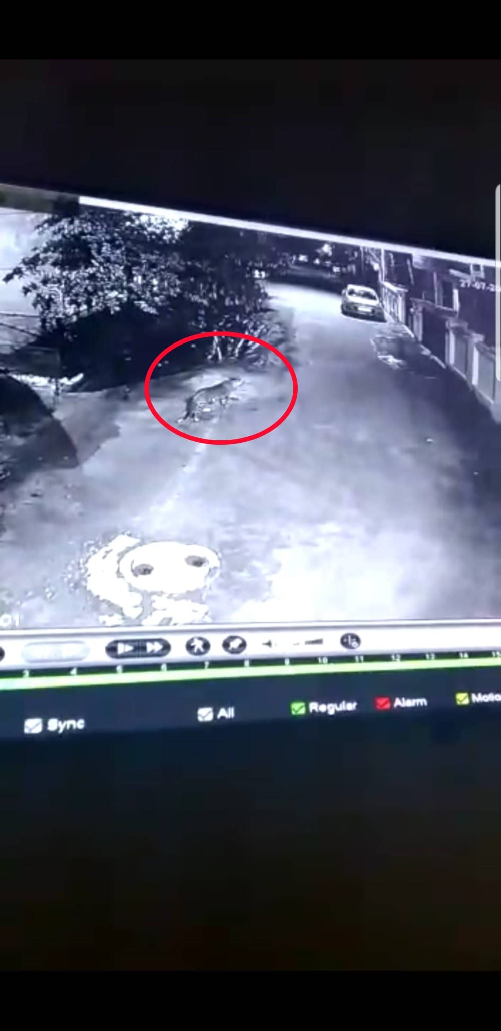 leopard walking on roof of house in haridwar this area