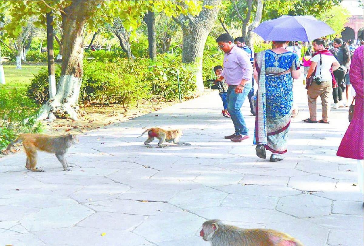 fight of monkeys on the road in bah agra