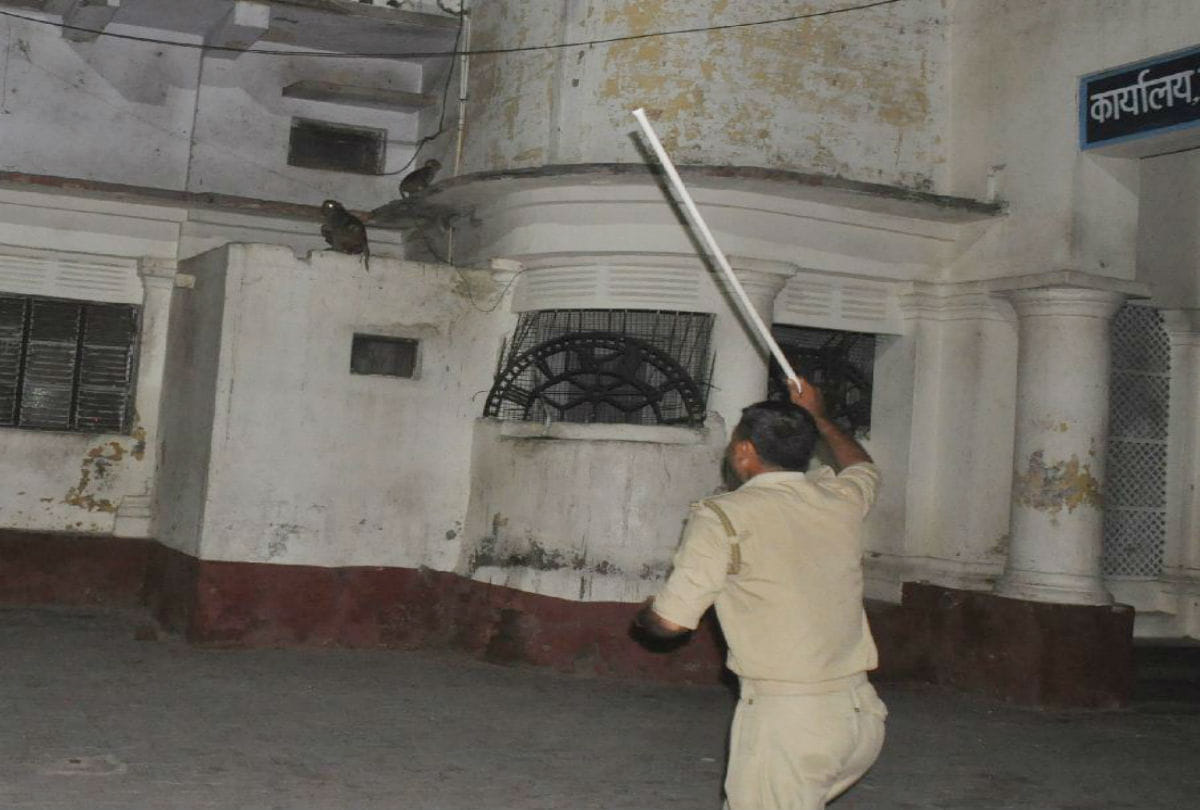 monkeys terror in agra