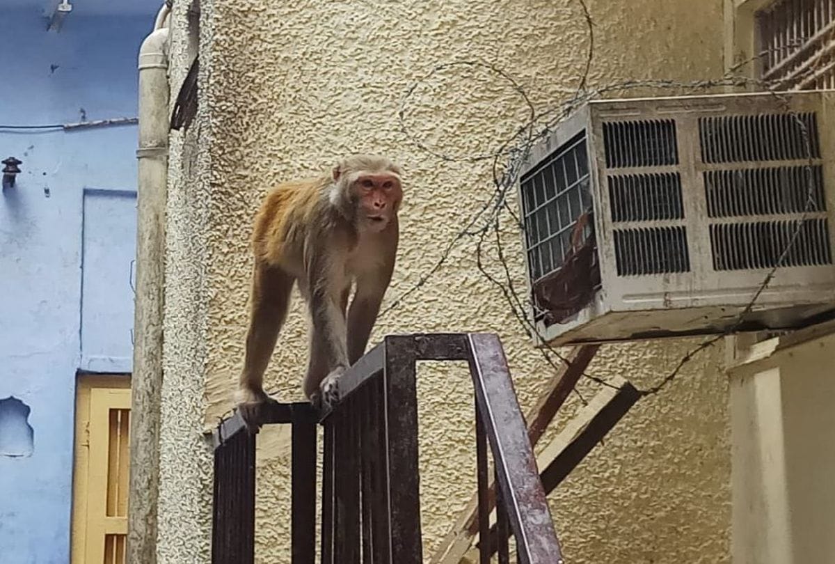 Delhi Even after three years of getting the fund, not a single monkey was sterilized