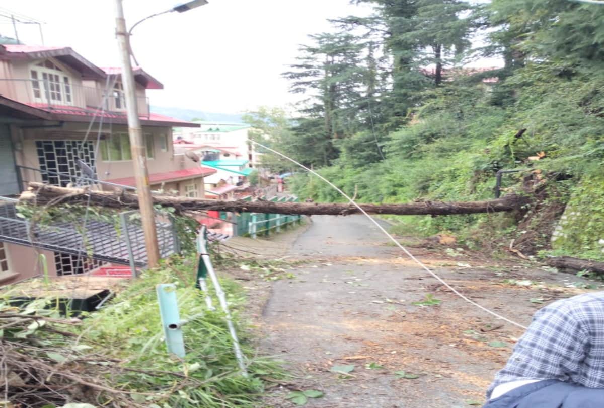 landslide and tree fell in himachal due to heavy rainfall