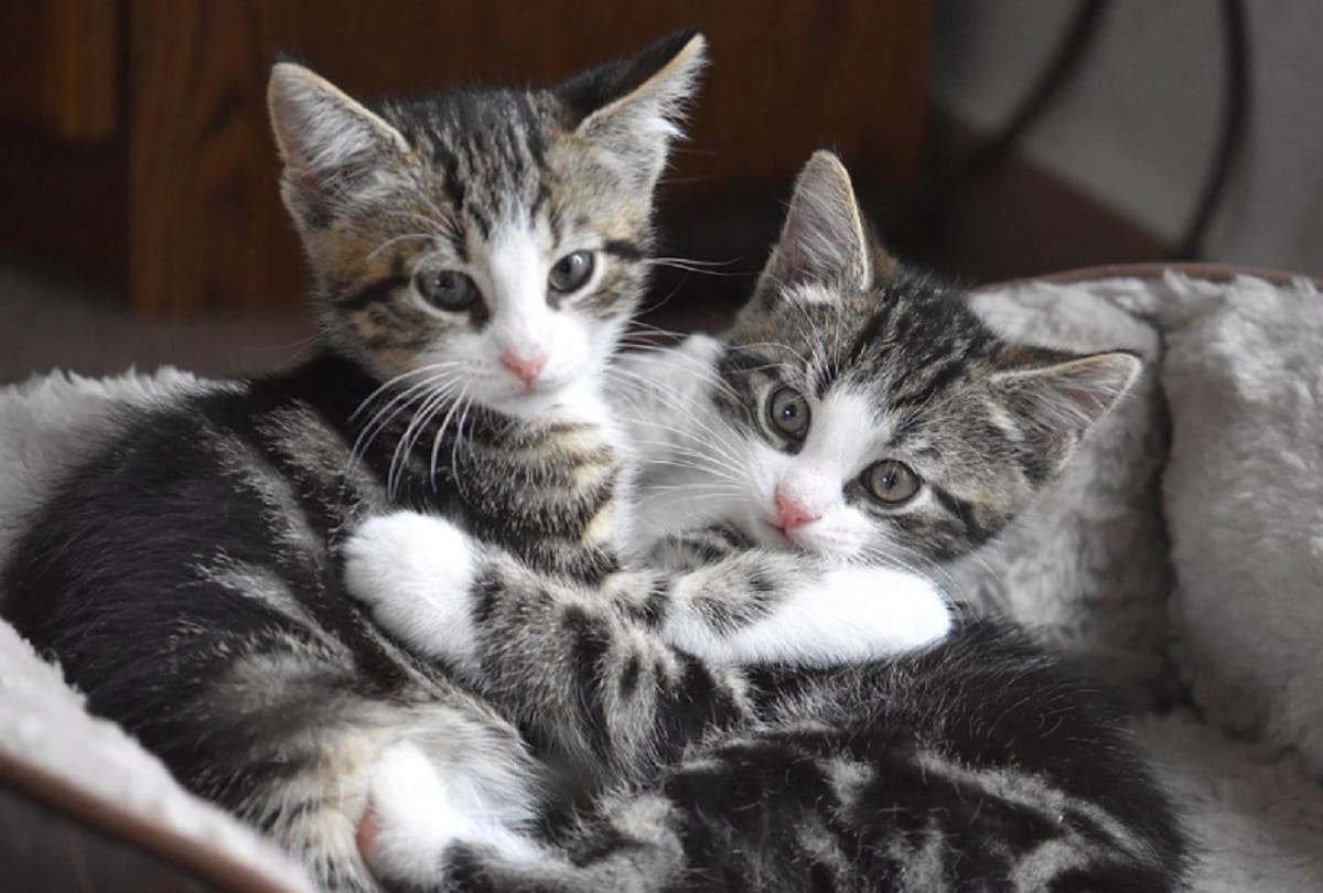 Kerala man alleged that his neighbour shot his kittens cooked and ate one of them
