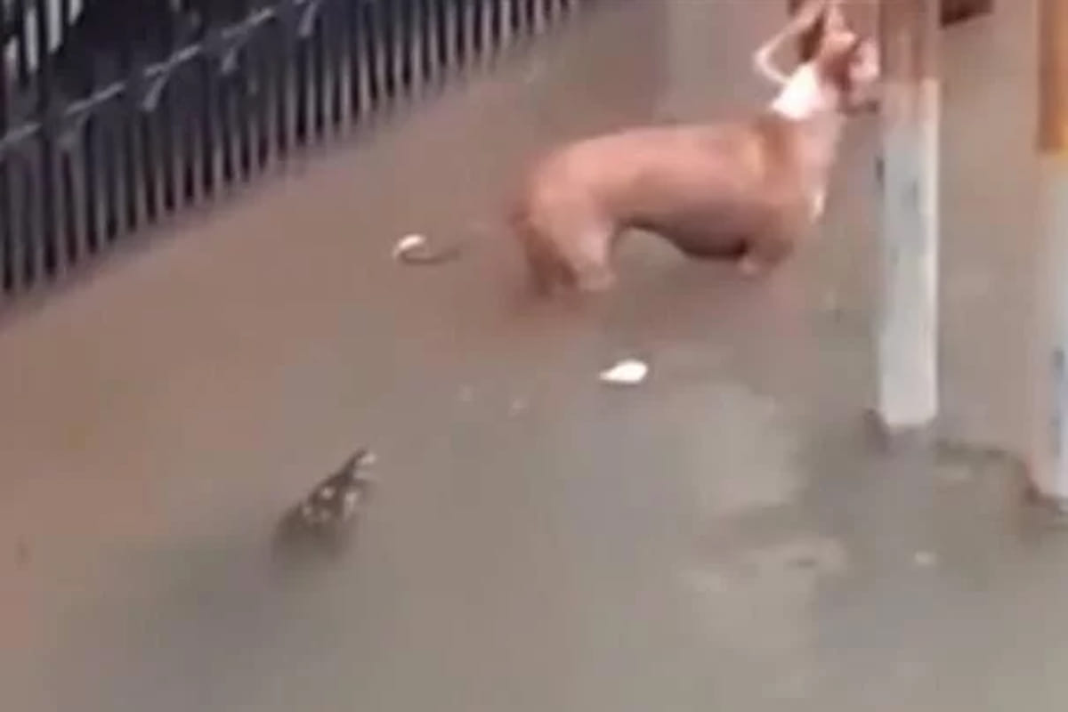 Crocodiles on roads in Vadodara Gujarat after heavy rain, Video of attack on dogs viral