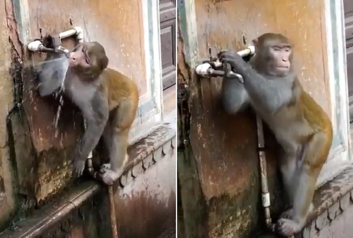 Monkey closes tap after drinking water TikTok video viral on Social media