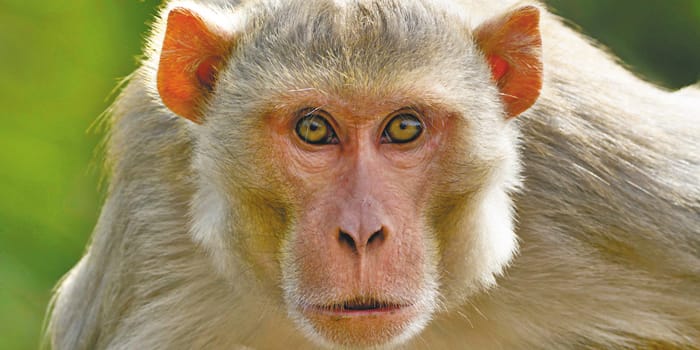 monkey