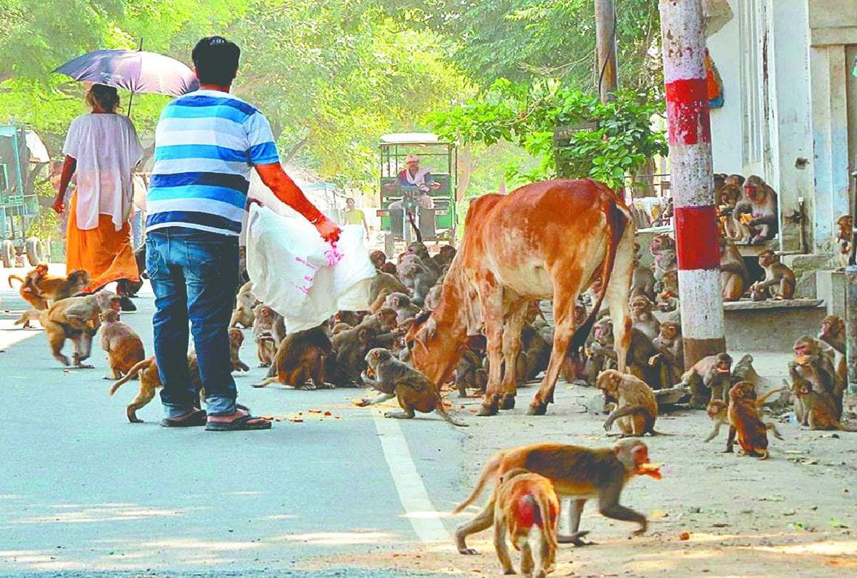Monkeys get angry due to hunger in agra