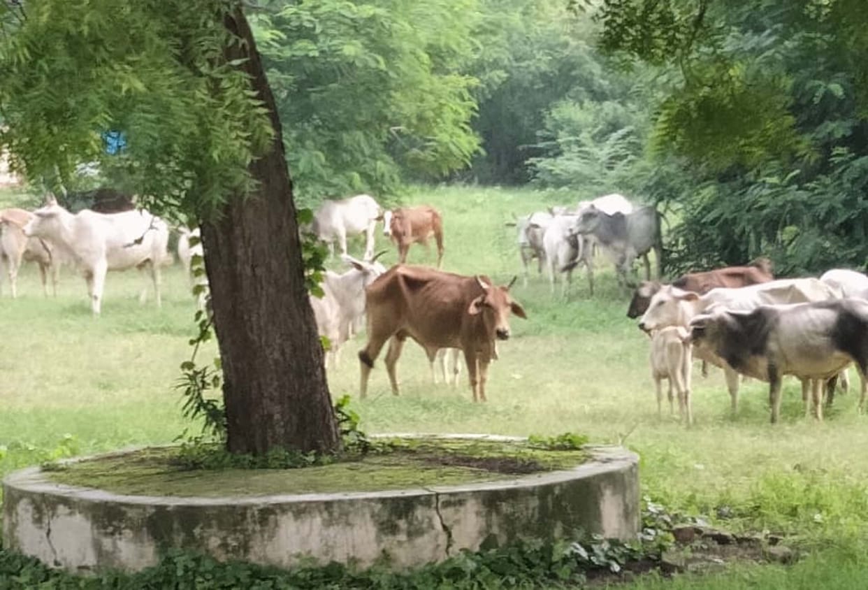 cattle imprisoned in ggic till 15-hours