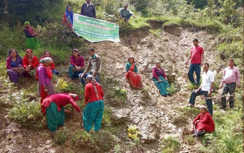 Planting Plants in Landslide Affected Areas