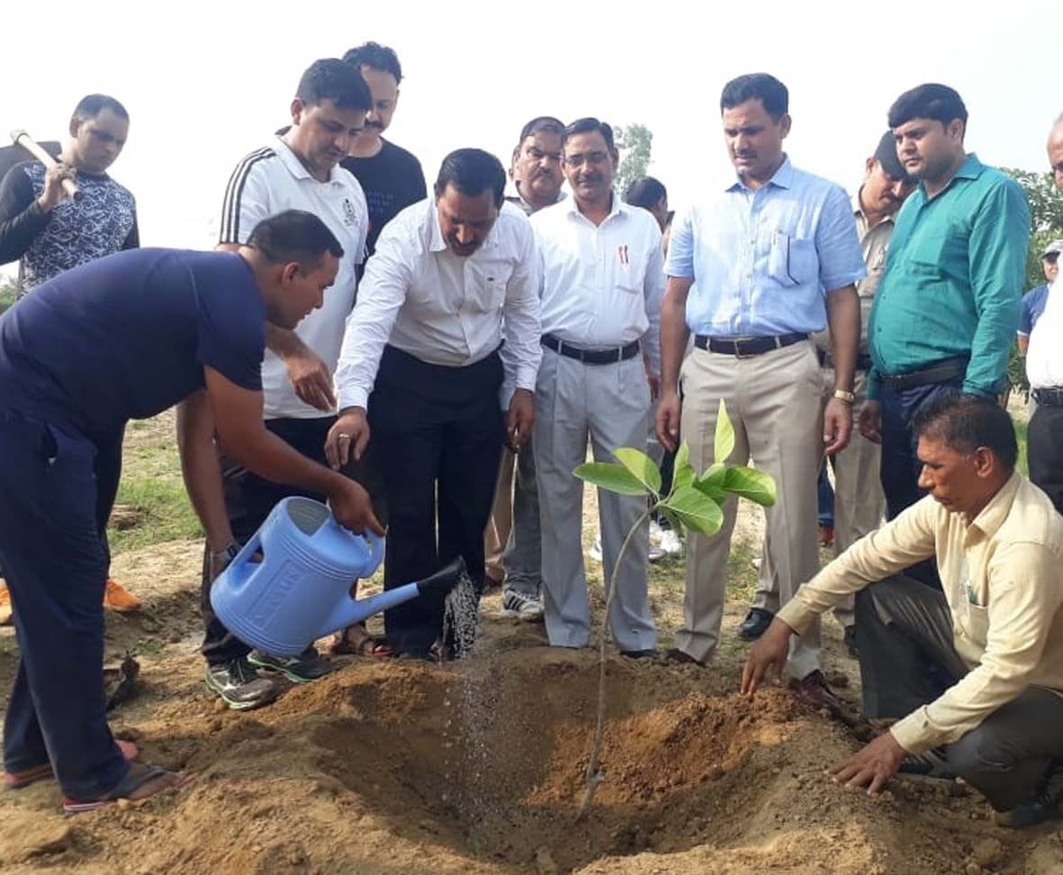 Plantation in palwal