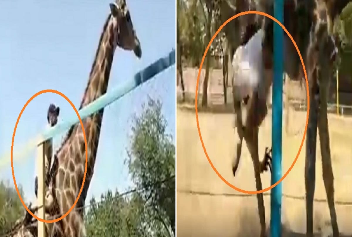 Drunk man ride a giraffe at Kazakhstan zoo Video viral on social media