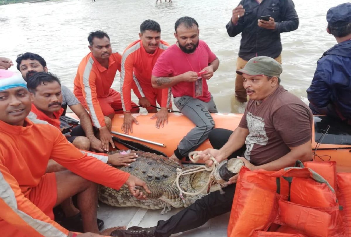 A crocodile was rescued by ndrf team from a flooded residential area in Vadodara