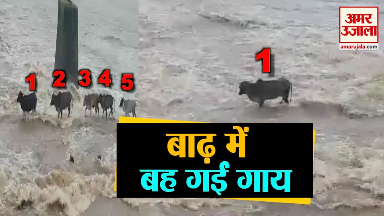 वीडियो से ली गई तस्वीर