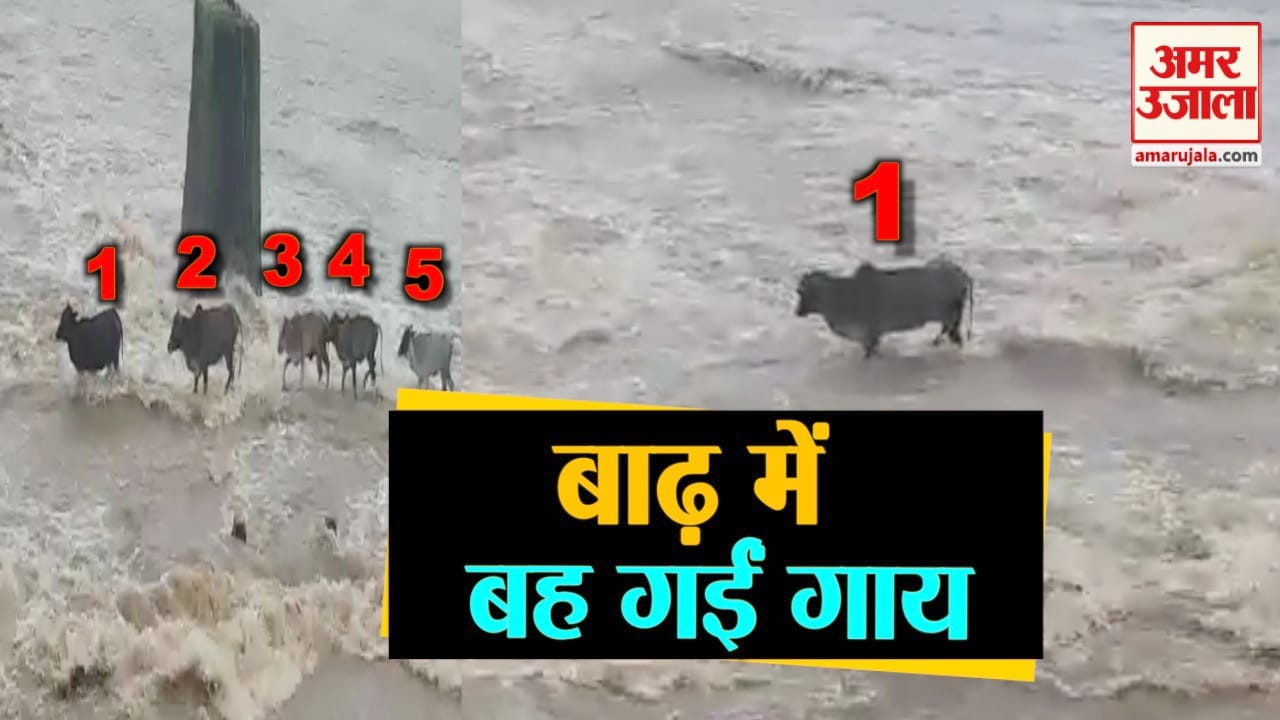 वीडियो से ली गई तस्वीर