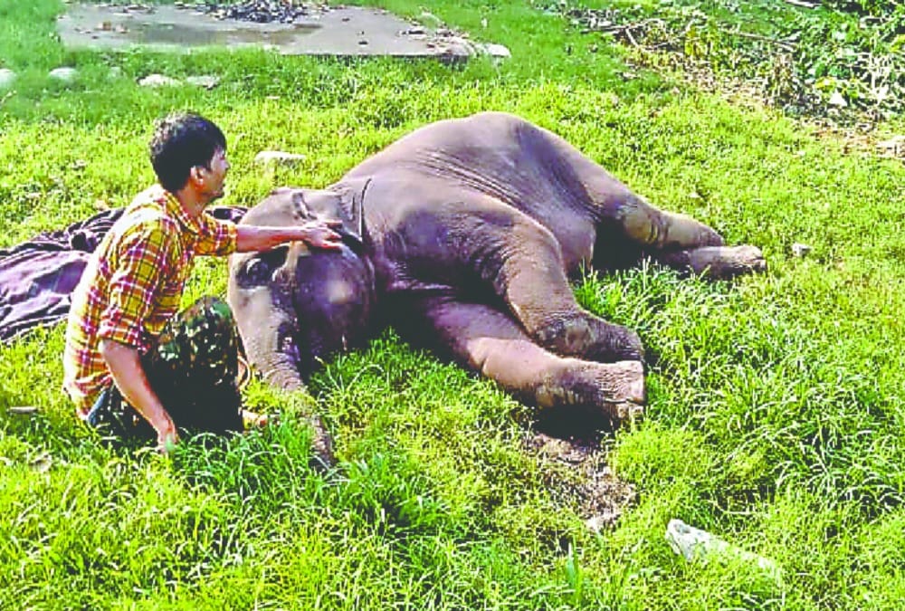 Elephant infant death in Rajaji Tiger Reserve Chilla range