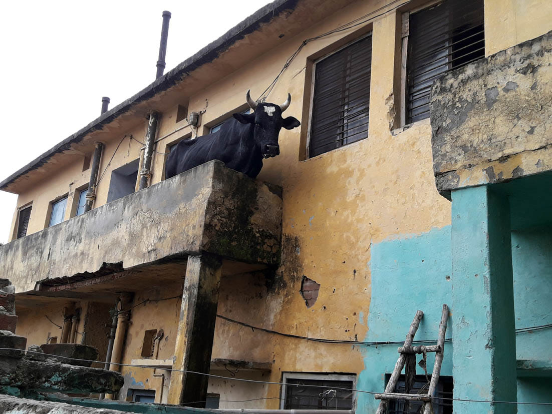Stray bulls climbed on the roof in the Kotwali campus