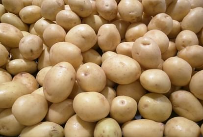 Punjab farmers got shock from UP potatoes