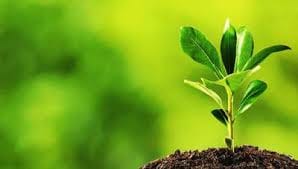 World record of seed distribution will be made by CM