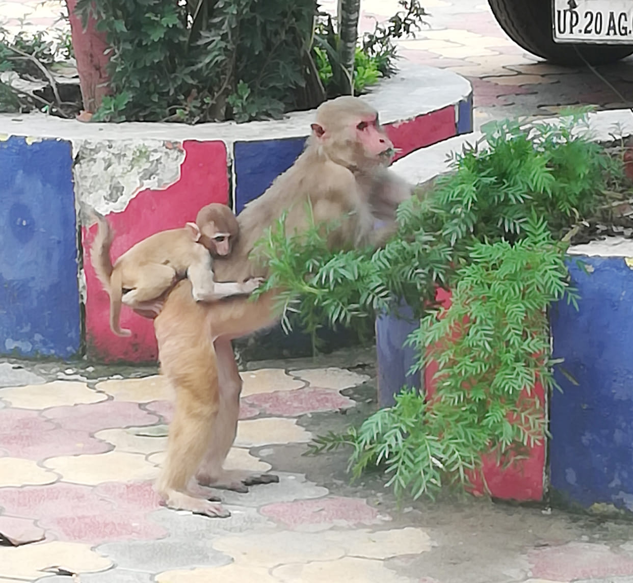 the su b inspector surrounded monkey herd