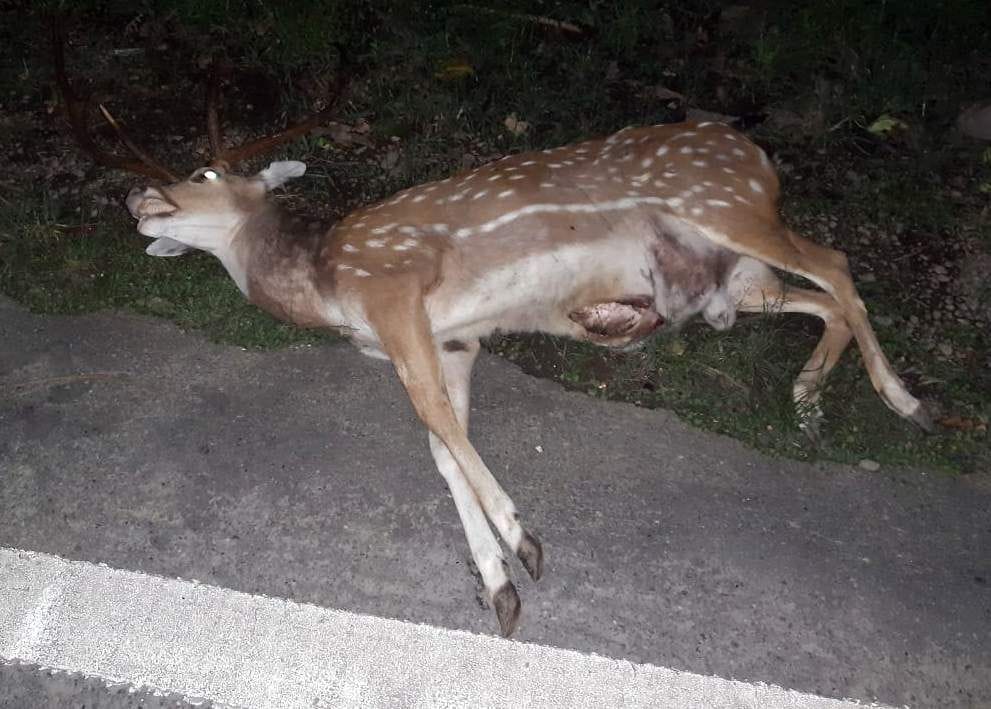 Male deer death due to unknown vehicle collision