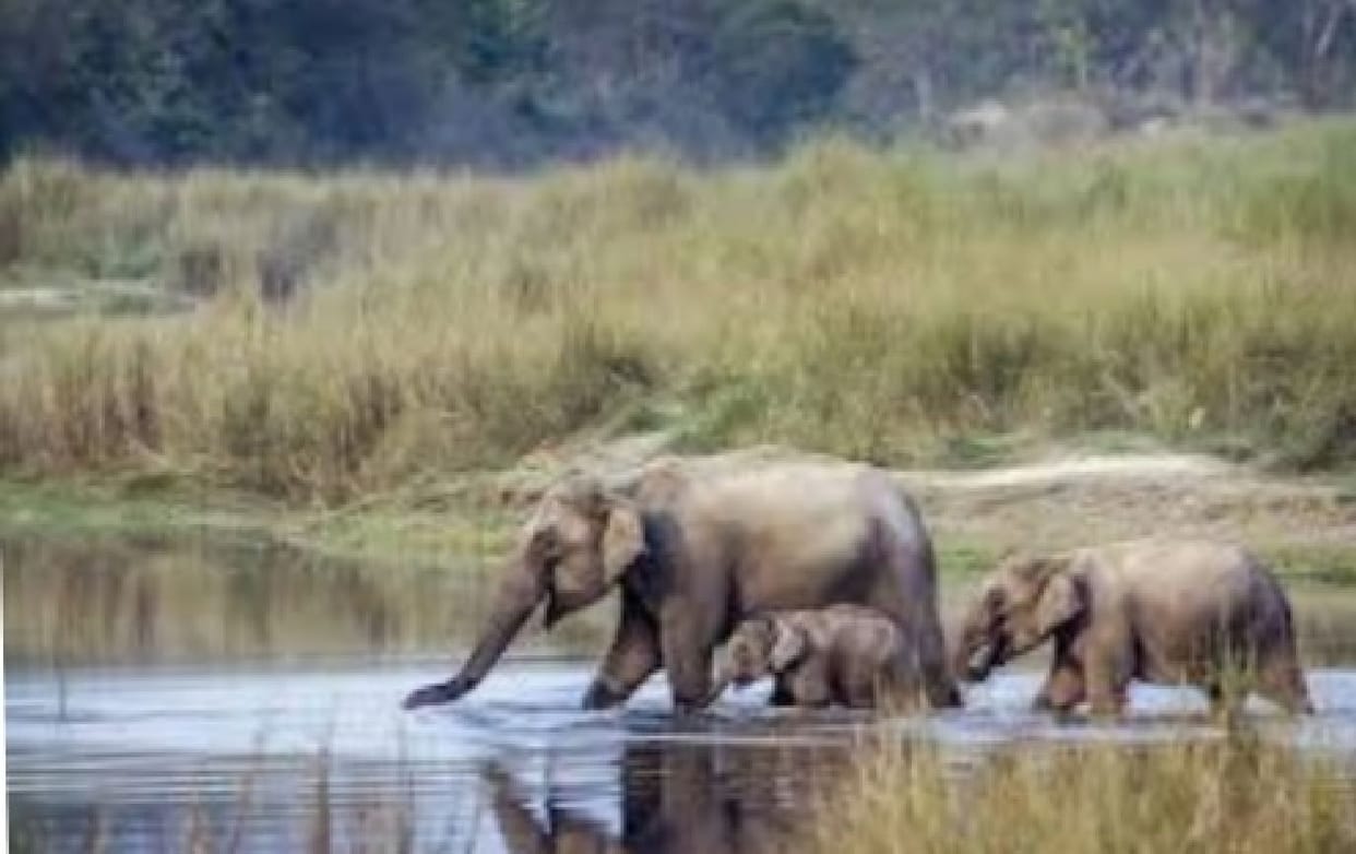 Elephants seen on the banks of the Gerua River