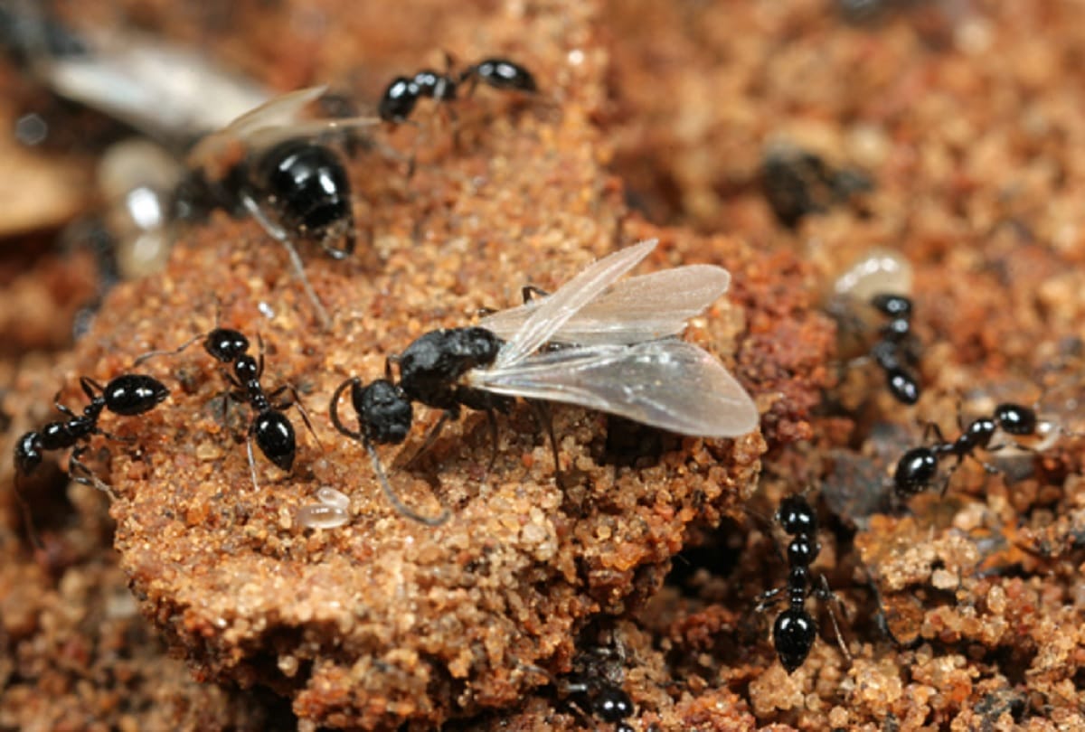Mysterious Facts Why do Ants move in a straight line Know the facts about Ants
