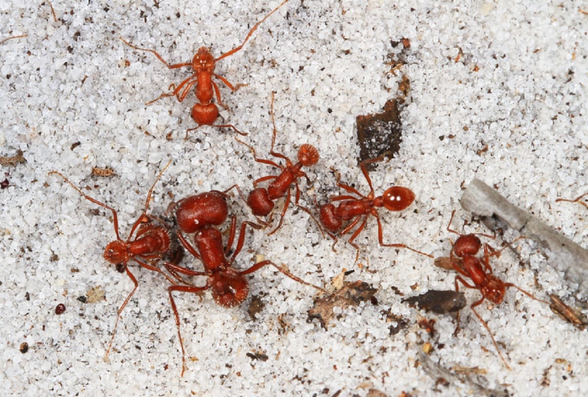 Mysterious Facts Why do Ants move in a straight line Know the facts about Ants