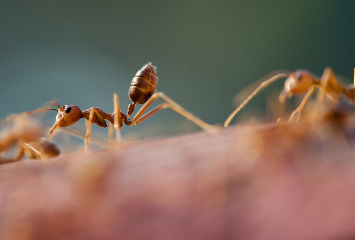 Astrology: Spiritual Meaning of Black Ants Coming from the House Know Good and Bad Signs