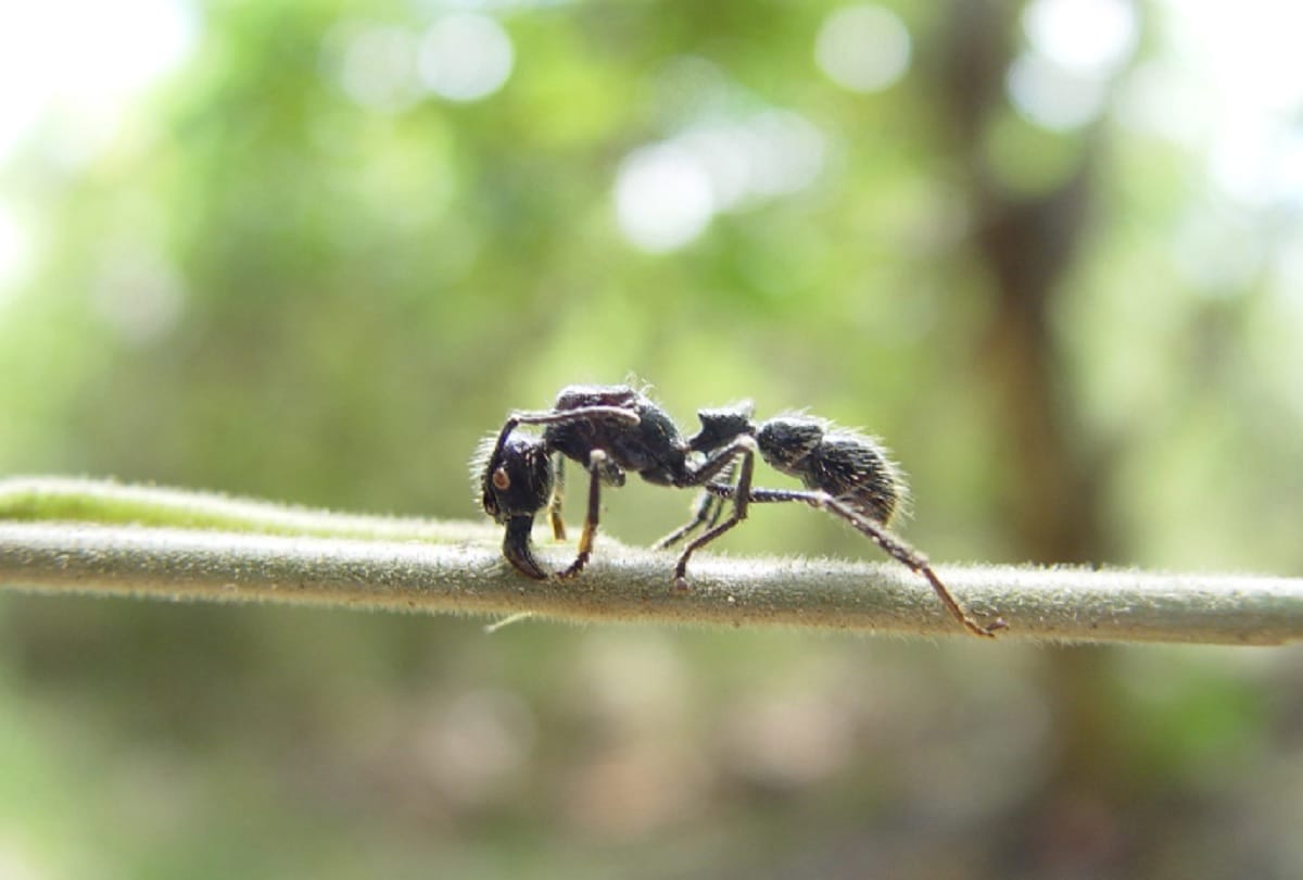 group of ants carrying gold chain in a viral video