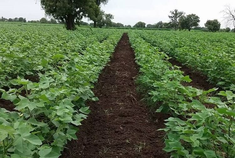 agriculture, Advice to farmers, put nitrogen fertilizer in cotton by the middle of the month
