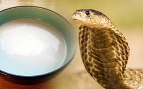Do not drink milk on snake, especially on Nagpanchami, their death